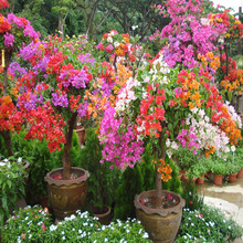Ba Mei Ye nhiều màu cây trong chậu bougainvillea đầy màu sắc hoa bougainvillea bonsai cây Plena mở trong màu tím Hoa và hoa