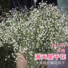 Starry khô hoa Yunnan hoa khô bó hoa Trang chủ Văn phòng Tự làm đạo cụ chụp hoa Hoa khô hay