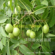 Walnut cây giống cây cây ăn quả khi kết quả Cây ăn quả