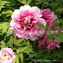 芙蓉牡丹