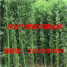 thường xanh bán buôn tre đen tre Jinxiang Vàng Lohan vườn tre tre trồng cây kiểng cây đen tre Cây cảnh
