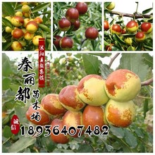 giống bán buôn ghép cây giống cây ăn quả táo tàu khi kết quả của Miao Miao 3 năm kết quả của cây giống cây giống táo tàu Cây ăn quả