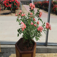 Rose cây dành Climbing hồng hoa chậu cây cây giống tăng tăng mùi hương hoa hồng cây giống cây giống Hoa và hoa