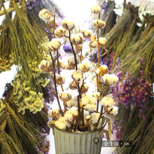 Bông tự nhiên bông bó hoa khô hoa Tự làm món quà hoa hoa của đạo cụ cuộc sống vĩnh cửu chụp nhập khẩu bông gạo Hoa khô hay