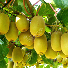 Bắc và Nam Jinyan trồng kiwi cây trong chậu trồng cây vàng kiwi tim khi kết quả của vận chuyển thành phẩm Cây ăn quả
