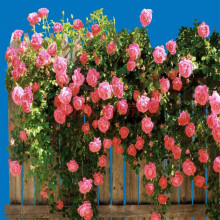 Leo lên cây dành cây hoa trồng trong chậu hoa hồng mùa sân thượng sân leo hoa hồng 5--20 năm Hoa và hoa
