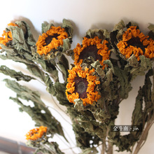 Hướng dương khô sunflower bó hoa hướng dương Vân Nam phong cách văn học retro đồ nội thất hoa hoa chụp đạo cụ DIY Hoa khô hay