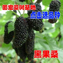 cây dâu chậu vườn trồng khi kết quả của bốn mùa của Đài Loan siêu dài dâu ăn quả dâu tằm cây dâu tằm Cây ăn quả