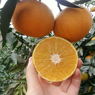 【台州橘子】_台州橘子厂家_台州橘子批发市场