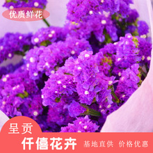 Côn Minh, Vân Nam hoa bán buôn quốc gia quên-me-quên-me-màu hoa bán buôn hoa về nhà cưới bán buôn Hoa và hoa