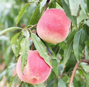 山东烟台映霜红桃子 雪桃 75-80一级果自有果园水果批发产地直销