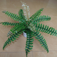 鱼尾草 