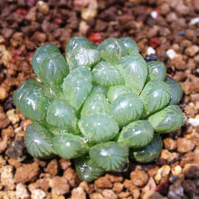 Succulents Đèn đá trong chậu Mini tam giác Yulu 3CM Không khí tinh khiết Bảo vệ bức xạ Mọng nước