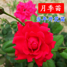 Hoa hồng cây giống vườn trồng trong chậu ban công hoa hồng tăng giống cây đỏ văn phòng trang trí nhà Hoa và hoa