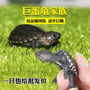 【乌龟宠物】_乌龟宠物厂家_乌龟宠物批发市场