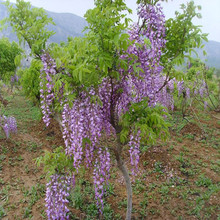cây Wisteria Wisteria cây dành một cây bán buôn hoa Vine Maple leo tường chậu tím wisteria Cây cảnh