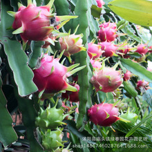 Bán buôn chất lượng cao Đài Loan Red rồng thanh long cây ăn quả cây trong chậu vườn hoa hồng trồng cây ăn quả thanh long Cây ăn quả