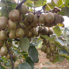 cây kiwi bán buôn cây giống cây ghép cây giống Red Kiwi cây kết quả năm Cây ăn quả