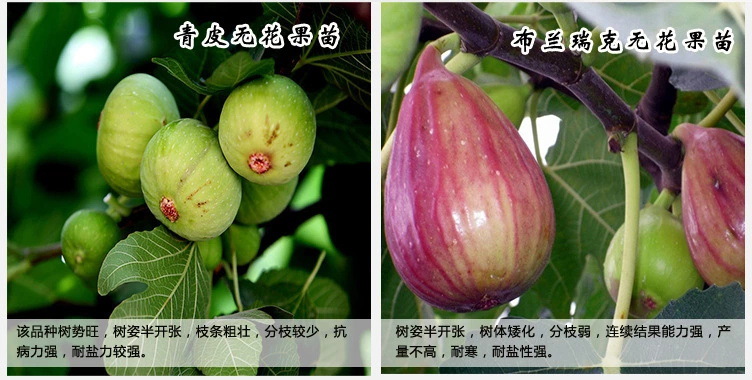 玛斯义陶芬无花果苗多少钱一棵大青皮无花果苗种植前景