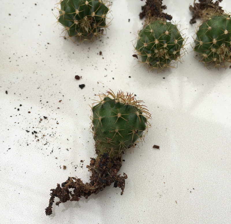 多肉植物批发 实生迷你小仙人球 黄金云 卷云 花卉盆栽 绿植1.5cm