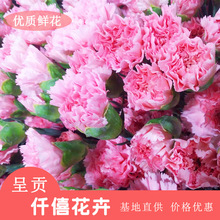 Côn Minh cắt tươi hoa cẩm chướng hoa cẩm chướng màu hồng bán buôn trên toàn quốc bán buôn căn cứ trực tiếp cung cấp hoa chất lượng cao Hoa và hoa