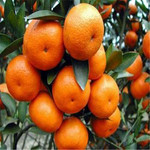 【东方红柑橘】红美人柑橘价格_柑橘树苗图片