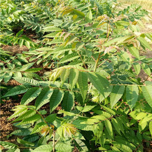 Toon Toon cây đỏ trồng cây năm cơ sở giống mới của cây tuyết tùng cung cấp bán buôn Cây ăn quả