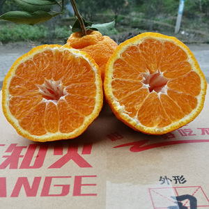 【四川橘子】四川橘子价格\/图片_四川橘子批发