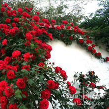 Bán buôn tăng Rosa multiflora hồng hoa nho nở chu kỳ của nguồn cung lớn Hoa và hoa