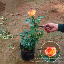 Trung Quốc tăng của Trung Quốc tăng của Trung Quốc tăng hoa hồng thực vật có hoa Chậu hoa hồng theo mùa Hoa và hoa