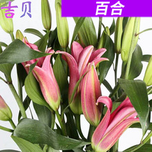 百合花束鲜花