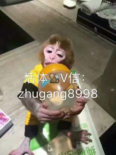 【猴子活体出售】_猴子活体出售厂家_猴子活