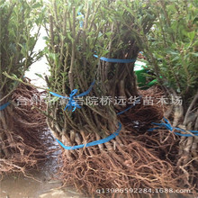 Taizhou vận chuyển cây ghép 1 tuổi Yangmei Đông cây / Arbutus bán buôn / canh Green Mountain Cây ăn quả
