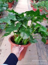 春雨盆栽室内 观赏 花卉植物小盆栽春芋四季常青 大盆,实物图