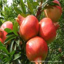 Cây giống cây ăn quả cơ sở bán buôn cây giống cây lựu Cây ăn quả cây giống cây lựu cây giống hoa màu đỏ ngọt Cây ăn quả