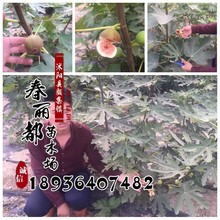 cây vả đầy đủ các cây giống cây ăn quả bán buôn khi kết quả của ba năm quả sung Miao Miao Cây ăn quả