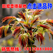 Ghép đánh dấu cây tuyết tùng cây trong chậu cây giống cây trồng cây màu đỏ Zhuangshuyuan cây tuyết tùng đầu năm ăn Cây ăn quả