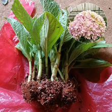 Côn Minh cơ sở cây giống hoa cẩm tú cầu trực tiếp chất lượng cao vô tận mùa hè cây giống hoa cẩm tú cầu Cây bụi Arbor