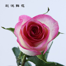 Côn Minh cắt hoa tươi bán buôn bán hoa hồng trà đám cưới được trang trí cơ sở nhà tóc thẳng Hoa và hoa