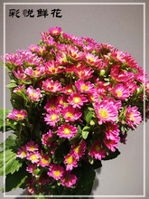 Đầy màu sắc hoa Vân Nam bán buôn nhà aster cây hoa món quà nhỏ nhỏ cắt hoa cúc cơ sở cung cấp trực tiếp Hoa và hoa