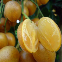 Cây giống ghép vàng Yunan cây giống cây ăn quả không hạt năng lượng hạt nhân miễn phí khi kết quả của núi bán buôn Quảng Tây Cây ăn quả