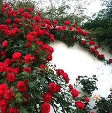 Hoa hồng, hoa hồng trong chậu, hoa hồng, cây nho, hoa hồng, mây, cây, ban công, hoa chậu, bốn mùa, ra hoa Hoa và hoa