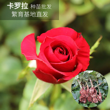 Corolla tăng hoa hồng cây hạt bán buôn hoa tươi hoa Ngày Valentine tăng tăng cây giống Hoa và hoa