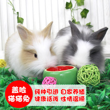 Pet thỏ lop tai thỏ thỏ thỏ pygmy thỏ trang trại trực tiếp bán buôn thỏ sống động vật thịt thỏ thỏ Hamster, thỏ, chim
