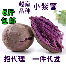 Việt Nam đa dạng tươi nhỏ khoai tây tím nhỏ khoai lang ngọt khoai lang nhỏ 5 kg vận chuyển một thế hệ tóc Khoai lang