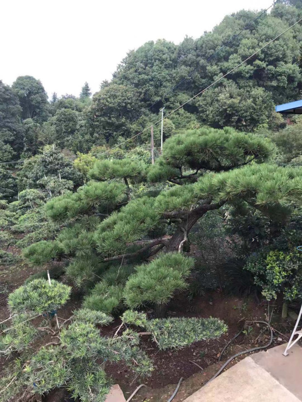 凌建伟