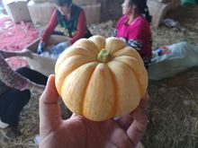 Orange melon mini pumpkin sun melon yellow babe bột thực phẩm bổ sung nguồn cung cấp trực tiếp dưa Rau quả tươi