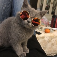 Rất nhiều kính mát mèo tiền mặt kính mát Teddy chó cá tính vui mũ kính phụ kiện vật nuôi mèo Trang phục chó