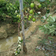 Trực tiếp vận chuyển Đài Loan táo tàu lớn vườn ươm ghép cây giống khi kết quả vào sản xuất ngày đầu mật ong nghĩ Tainan Qingzao Cây ăn quả