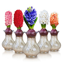 bóng đèn lục bình Dutch lớn bán buôn văn hóa nước trên Trái Đất Desktop chậu succulents nhiều màu hàng loạt pha trộn của bóng đèn hạt giống hoa Hoa và hoa